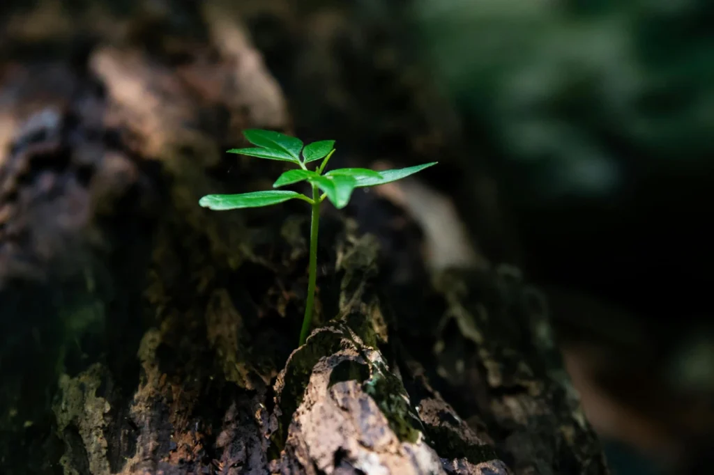 What is Ecological Law
