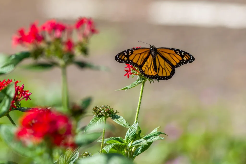 Rights of Nature